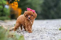 Brielle, a female Cavapoo for sale in Fresno, OH – 5 of 7