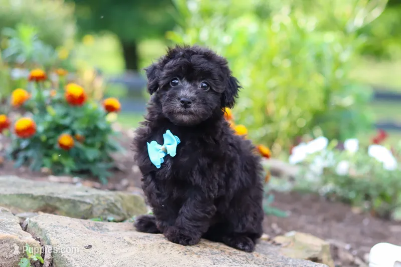 Dakota – Havapoo puppy on hold in Fresno, OH