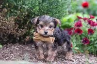 Rhett, a male Yorkipoo for sale in Fresno, OH – 4 of 6