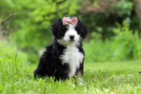 Cara, a female Miniature Bernedoodle for sale in Fresno, OH – 7 of 8