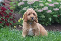 Clyde, a male Cavapoo for sale in Fresno, OH – 2 of 6