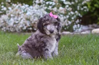 Ally, a female Newfypoo for sale in Fresno, OH – 5 of 6