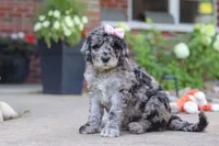 Raina, a female Newfypoo for sale in Fresno, OH – 2 of 8