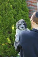 Ranger, a male Newfypoo for sale in Fresno, OH – 7 of 8