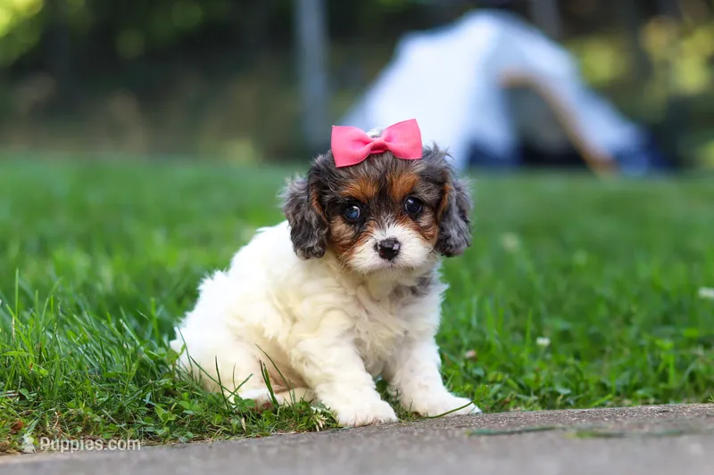 Everest – Cavapoo puppy for sale in Fresno, OH
