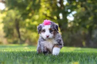 Taylor, a female Miniature Bernedoodle for sale in Fresno, OH – 5 of 8