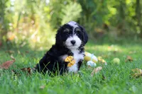 Mo, a male Miniature Bernedoodle for sale in Fresno, OH – 3 of 6