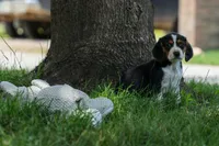 💕Millie Mae 🐶, a female Beagle for sale in Fresno, OH – 9 of 10