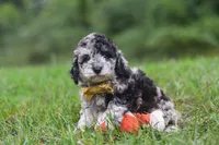 Jonah, a male Cavapoo for sale in Fresno, OH – 6 of 8