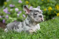 Memphis, a male French Bulldog for sale in Fresno, OH – 6 of 10