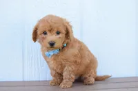 Kody 🐶💖, a male Bichpoo for sale in Fresno, OH – 8 of 10