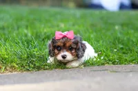 Everest, a female Cavapoo for sale in Fresno, OH – 7 of 8