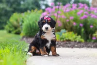 Buffy, a female Miniature Bernedoodle for sale in Fresno, OH – 4 of 6