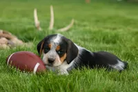 Cruz, a male Beagle for sale in Fresno, OH – 6 of 9