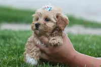 Elise 💛🐾, a female Havapoo for sale in Fresno, OH – 9 of 10