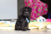 Ricky, a male Yorkipoo for sale in Fresno, OH – 2 of 6