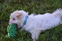 Rusty ✨, a male Maltese for sale in Fresno, OH – 4 of 5