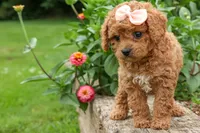 Veronica💖, a male Poodle - Miniature  for sale in Fresno, OH – 3 of 10