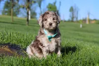 Cliff, a male Newfypoo for sale in Fresno, OH – 5 of 8