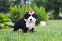 Ginnifer, a female Miniature Bernedoodle for sale in Fresno, OH – 5 of 6