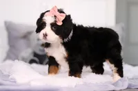 Belle, a female Miniature Bernedoodle for sale in Fresno, OH – Photo 3 of 5