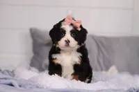 Belle, a female Miniature Bernedoodle for sale in Fresno, OH – Photo 2 of 5