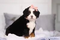 Belle, a female Miniature Bernedoodle for sale in Fresno, OH – Photo 1 of 5