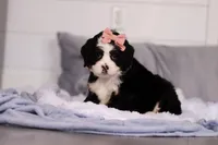 Belle, a female Miniature Bernedoodle for sale in Fresno, OH – Photo 5 of 5
