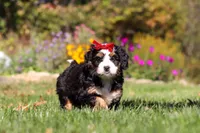 Madonna, a female Miniature Bernedoodle for sale in Fresno, OH – 3 of 7
