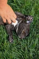 Melody 🎀, a female Staffordshire Bull Terrier for sale in Fresno, OH – 4 of 10