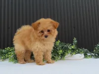 Rusty 🐾, a male Pomeranian for sale in Fresno, OH – 3 of 10