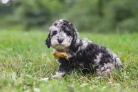Jonah, a male Cavapoo for sale in Fresno, OH – 4 of 8