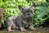 🐾 Mateo, a male French Bulldog for sale in Fresno, OH – 4 of 10