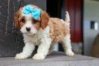 Victor 🐾, a male Poodle - Miniature  for sale in Fresno, OH – 2 of 10