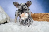 💗 Jovie, a female French Bulldog for sale in Fresno, OH – 6 of 10