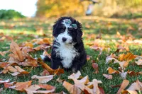 Amber, a female Miniature Bernedoodle for sale in Fresno, OH – 3 of 6