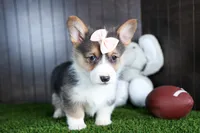 Roxanne, a female Pembroke Welsh Corgi for sale in Fresno, OH – Photo 2 of 10