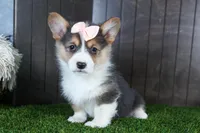 Roxanne, a female Pembroke Welsh Corgi for sale in Fresno, OH – Photo 3 of 10