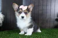 Roxanne, a female Pembroke Welsh Corgi for sale in Fresno, OH – Photo 4 of 10