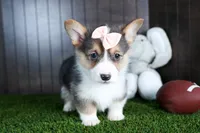 Roxanne, a female Pembroke Welsh Corgi for sale in Fresno, OH – Photo 9 of 10