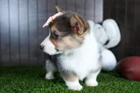 Roxanne, a female Pembroke Welsh Corgi for sale in Fresno, OH – Photo 7 of 10