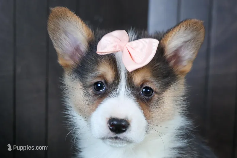Roxanne – Pembroke Welsh Corgi puppy for sale in Fresno, OH