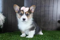 Roxanne, a female Pembroke Welsh Corgi for sale in Fresno, OH – Photo 5 of 10