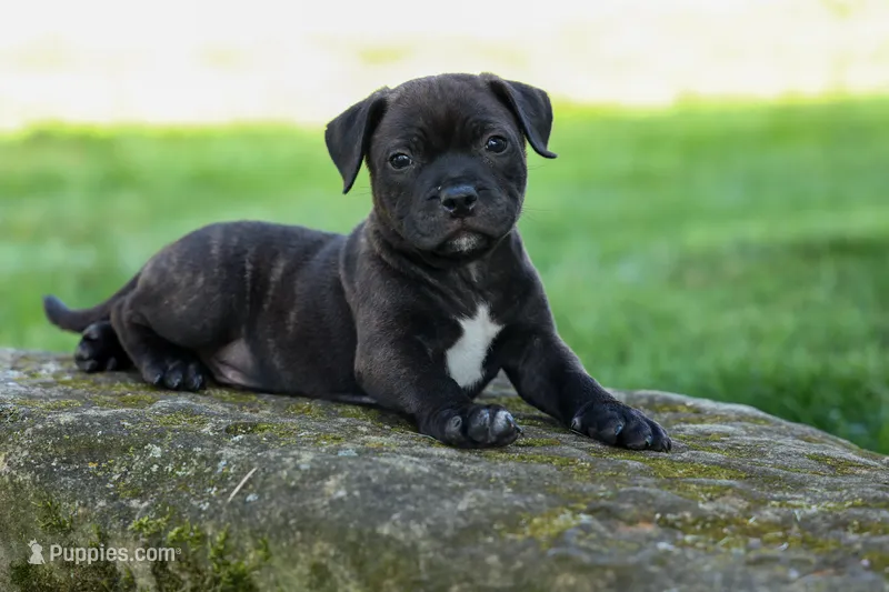 Moose 🐶 – Staffordshire Bull Terrier puppy for sale in Fresno, OH