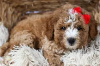 🐾 Meet Neo – F2B Mini Goldendoodle Puppy 🐾, a female Miniature Goldendoodle for sale in Fresno, OH – 6 of 9