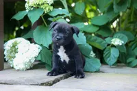 Maverick🩵, a male Staffordshire Bull Terrier for sale in Fresno, OH – 9 of 10