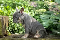 🐾 Mateo, a male French Bulldog for sale in Fresno, OH – 6 of 10