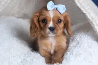 Porter, a female Cavalier King Charles Spaniel for sale in Fresno, OH – Photo 3 of 10