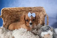 Porter, a female Cavalier King Charles Spaniel for sale in Fresno, OH – Photo 1 of 10