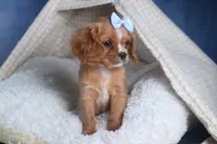 Porter, a female Cavalier King Charles Spaniel for sale in Fresno, OH – Photo 4 of 10